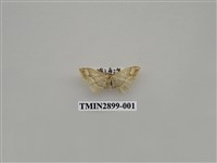 藏品(尺蛾644)的圖片